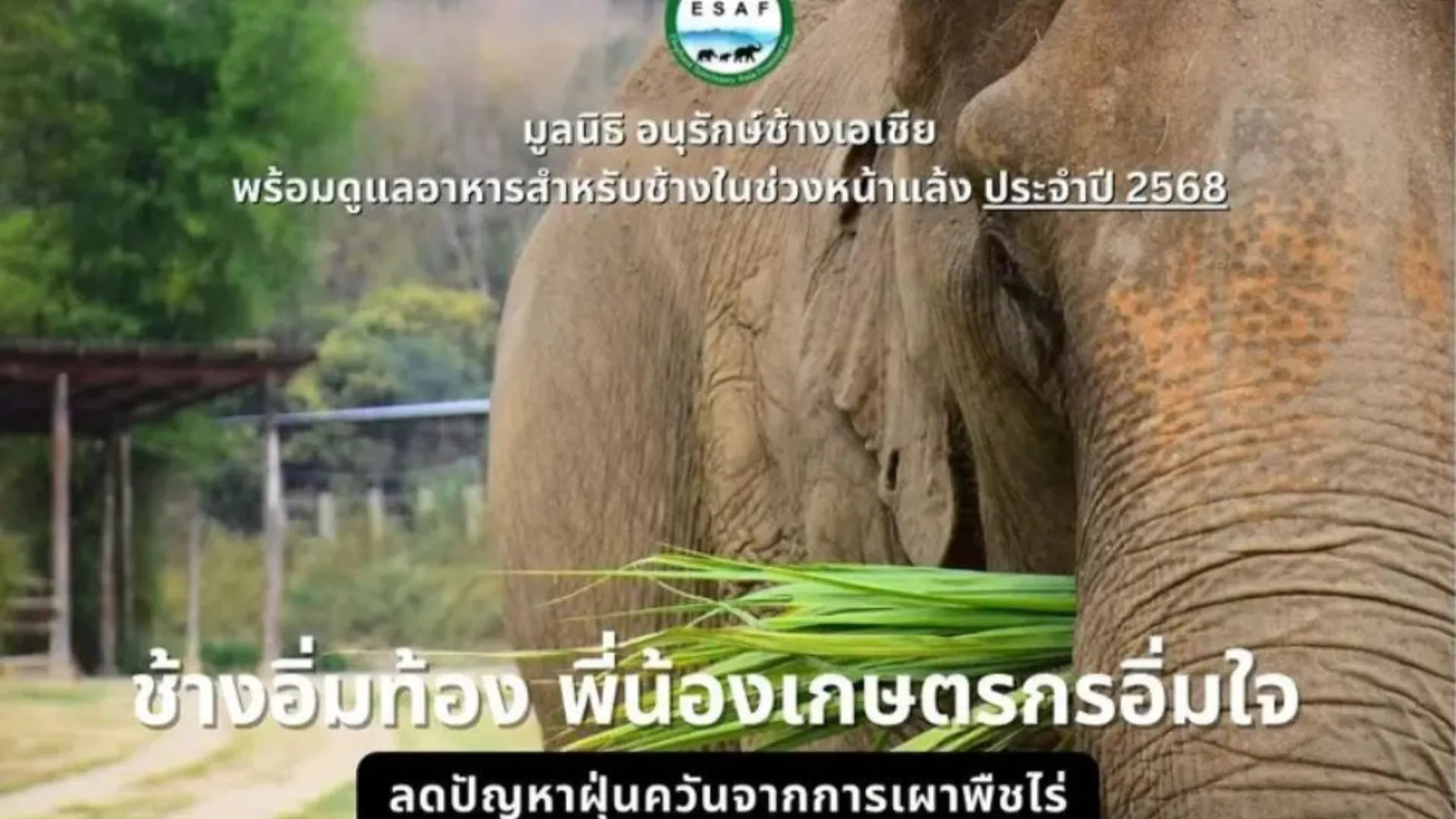 Well-fed elephants, fulfilled farmers — reducing Chiang Mai air pollution caused by crop burning