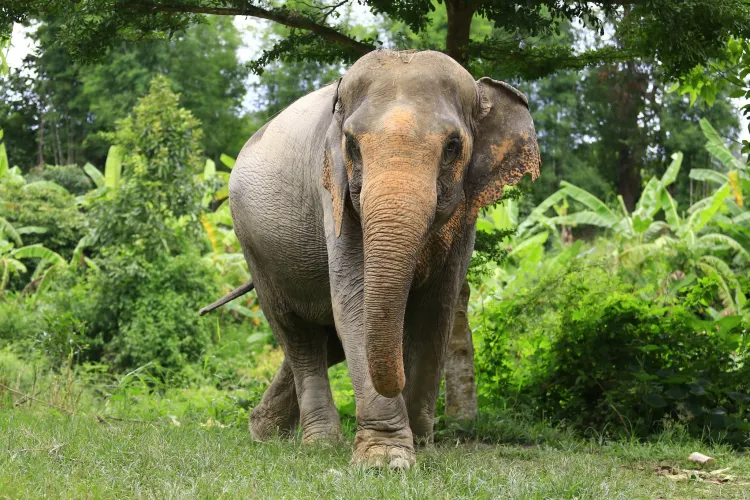 Elephant
