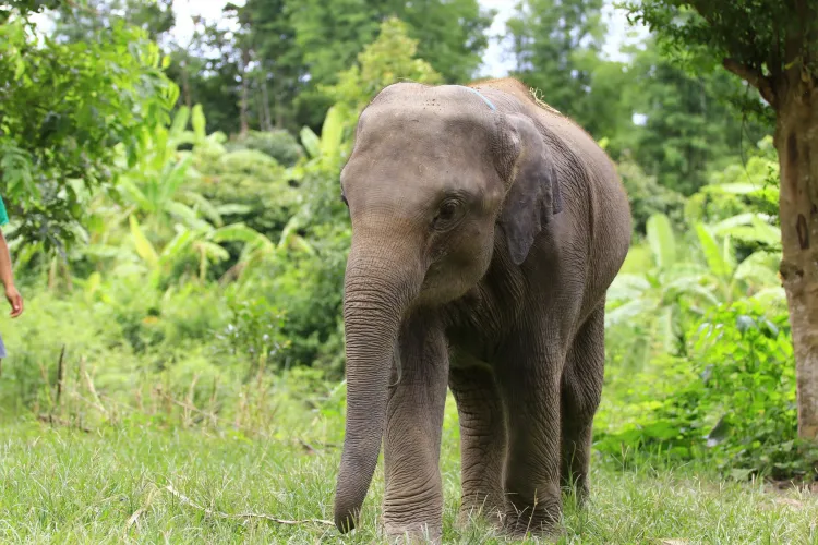 Elephant