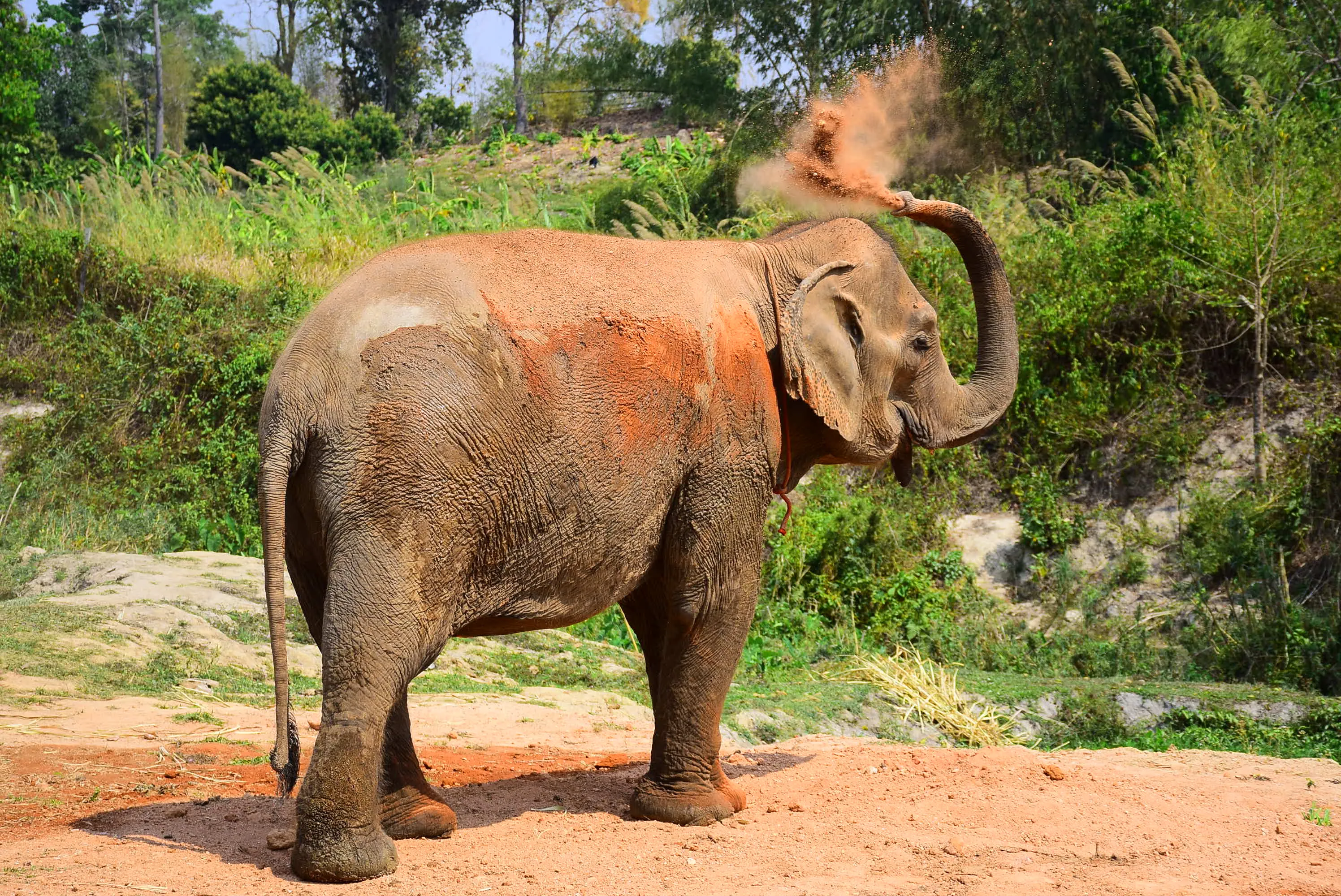 Elephant