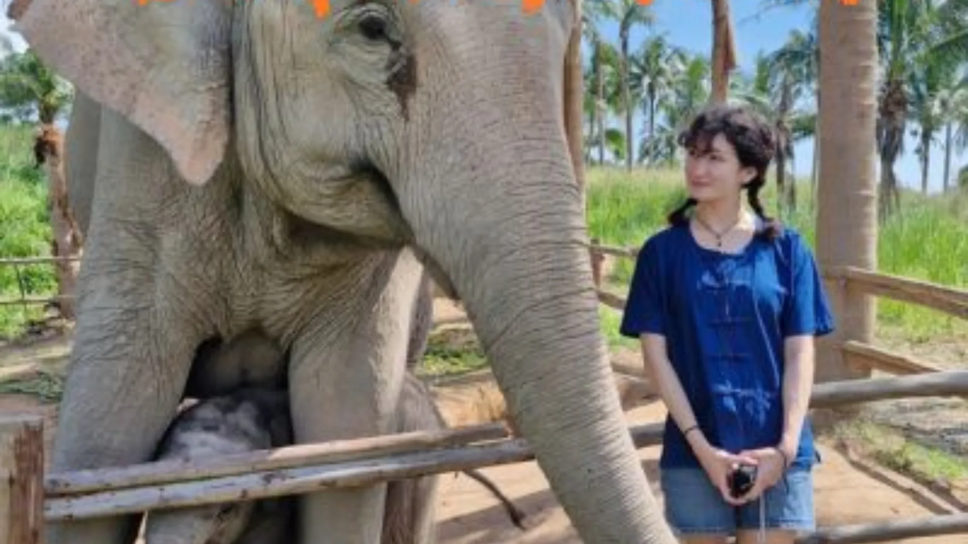 (Bangkok/Pattaya) Half Day Morning elephant care